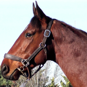 LOTE 03 - EL BOSS