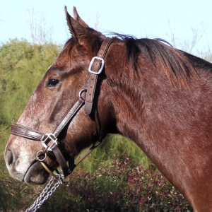 LOTE 11 - ELFIN