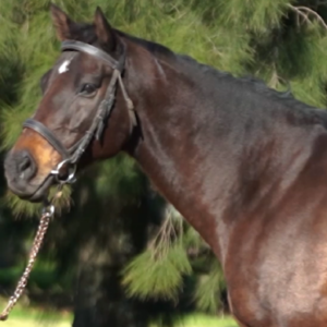 LOTE 04 - FREYJA