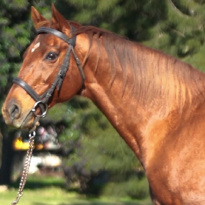 LOTE 09 - INDIANA PACER