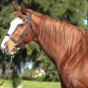 LOTE 10 - JOY RODHESIA