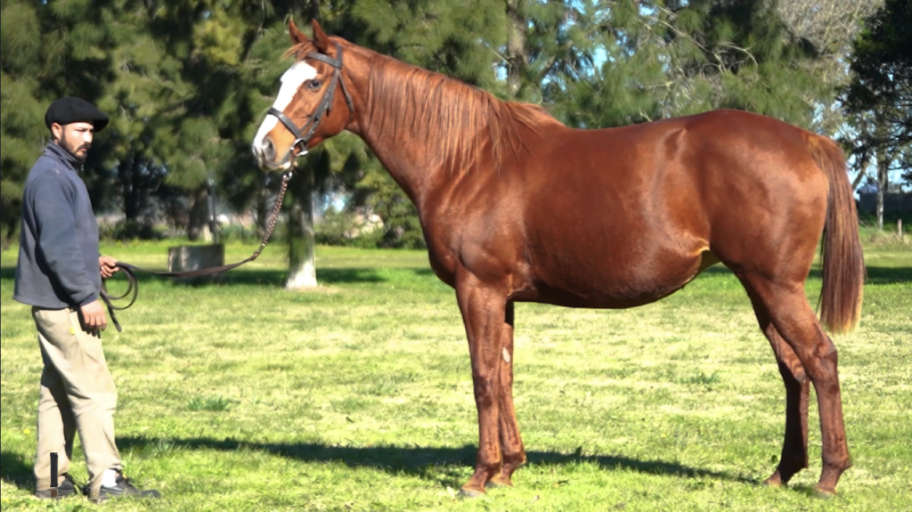 JOY RHODESIAN