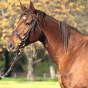 LOTE 11 - KHALESI QUEEN