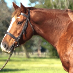 LOTE 12 - LA AHIJADA