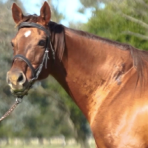 LOTE 13 - MUSETINA