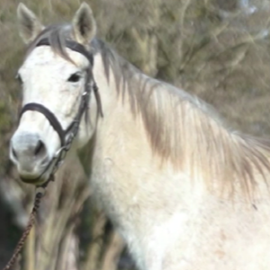 LOTE 14 - NORINA