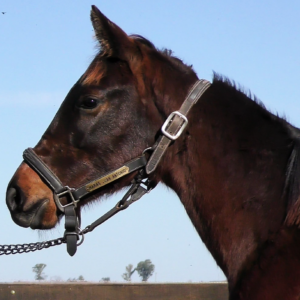 LOTE 27 - PENNY SWIFT