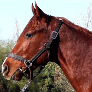 LOTE 05 - POBRE CORAZON
