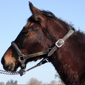 LOTE 28 - QUE FLUYA