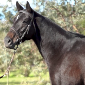 LOTE 15 - RYE BEAUTY