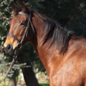 LOTE 16 - SENSITIVE HALO