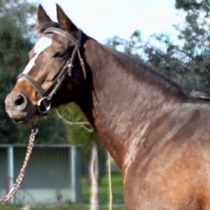 LOTE 17 - SPLENDA