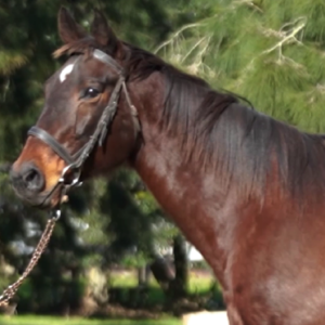 LOTE 05 - GRAN OLEADA