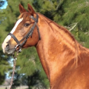 LOTE 06 - GREAT NISTEL