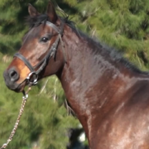 LOTE 07 - HIDDEN SMILE