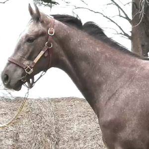LOTE 17 - BAYEZID