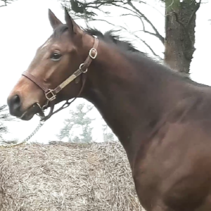 LOTE 18 - BLANCHIMONT