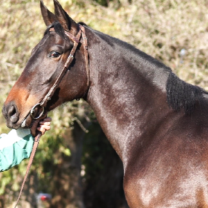 LOTE 21 - CHUCKINA MARIE