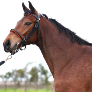 LOTE 10 - DOBLA LA REINA