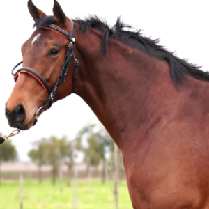 LOTE 07 - EVIDENCIADO