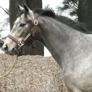 LOTE 19 - FLEUR DE MIRAVAL
