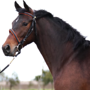 LOTE 14 - FULL HAPPYNESS