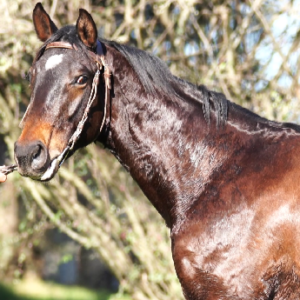 LOTE 20 - GATUZO