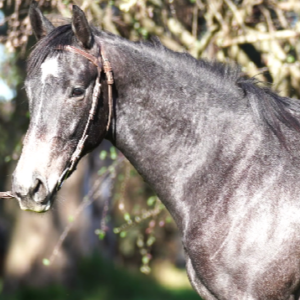 LOTE 22 - MARENAS