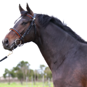 LOTE 01 - MIRABALLES