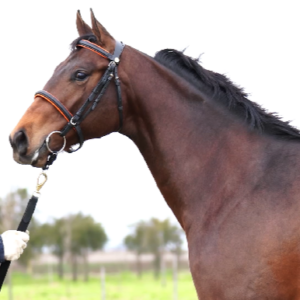 LOTE 02 - MONTEAGUDO