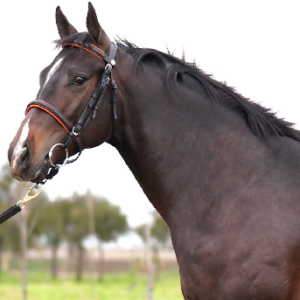 LOTE 03 - NAJDORF
