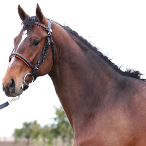 LOTE 04 - NAZARIO ZELLE