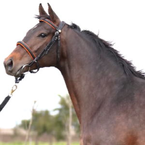 LOTE 06 - NIPOTE