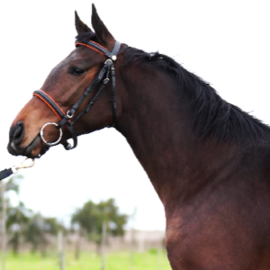 LOTE 11 - NOCHE DE REINA