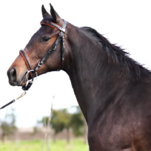 LOTE 09 - NUEVA PALMIRA