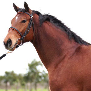 LOTE 16 - ONE FINE DAY