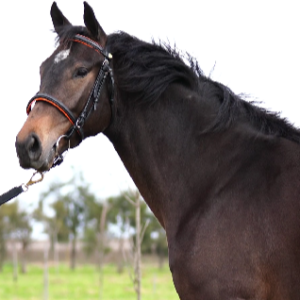 LOTE 13 - PRESAGIADORA