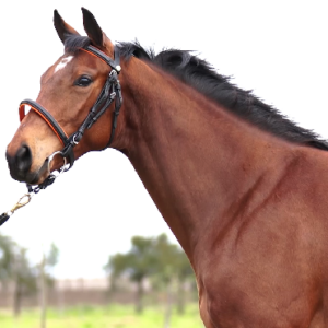 LOTE 15 - VILLANA DE COPLAS