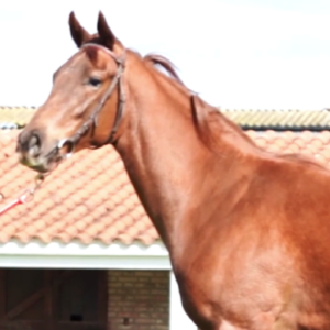 LOTE 18 - AURORA ISLAND