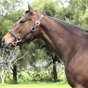 LOTE 11 - CITY NIK