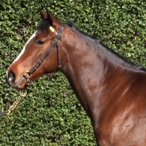 LOTE 19 - CARA GIULIA