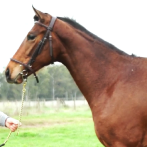 LOTE 20 - CLASSIC MAR