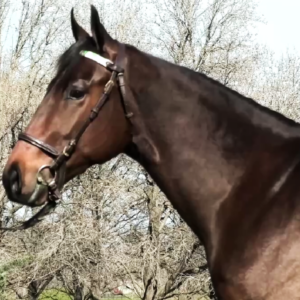 LOTE 02 - CLINTON