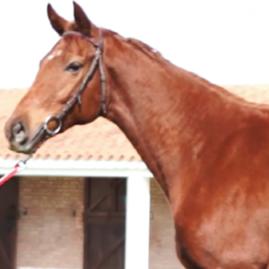 LOTE 19 - CRAZY ISLAND