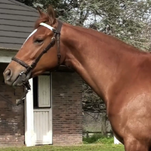 LOTE 03 - DELIA