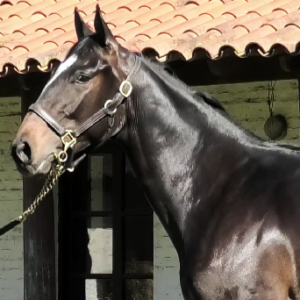 LOTE 10 - DELIRIO NIK
