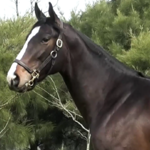 LOTE 09 - DR. TEZANOS