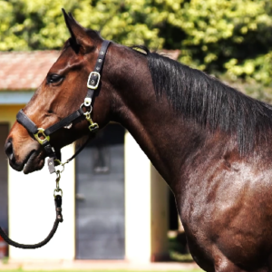 LOTE 07 - ENNY BLUES