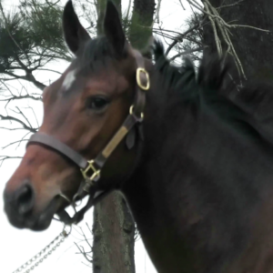 LOTE 08 - FOREST CHUCK