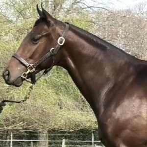 LOTE 02 - GLADIADOR